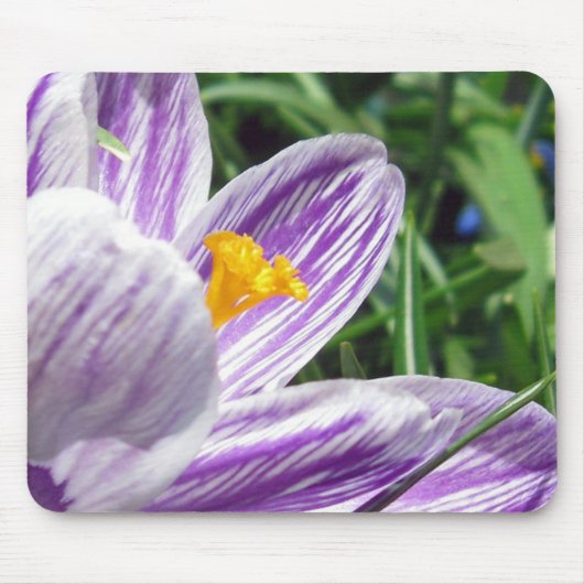 Tapis De Souris Crocus de printemps violet (Devant)