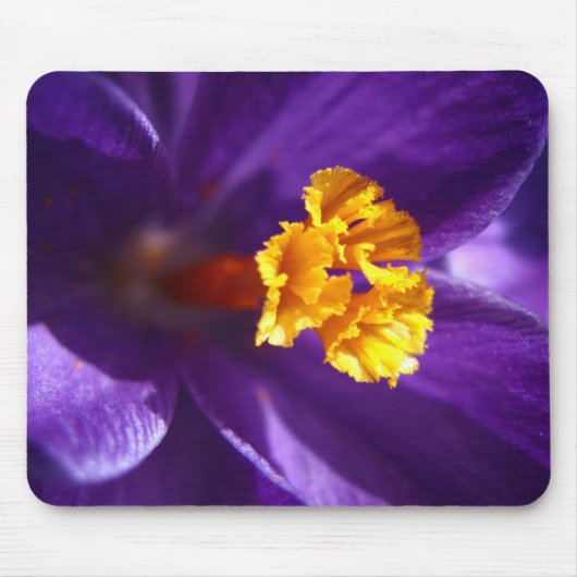 Tapis De Souris Crocus pourpre (Devant)