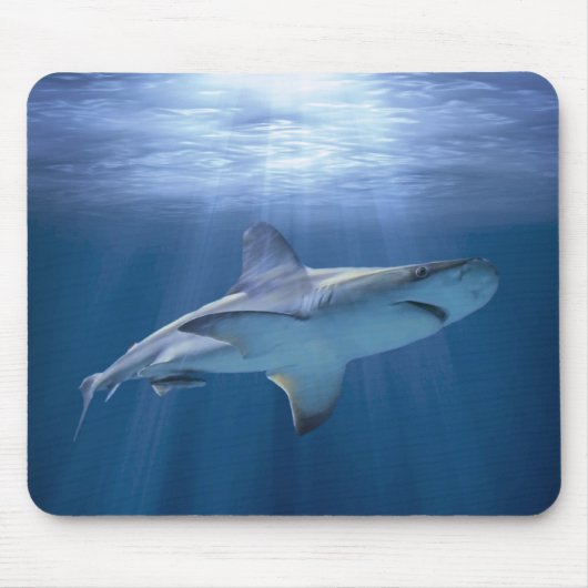 Tapis De Souris Cruising Shark (Devant)