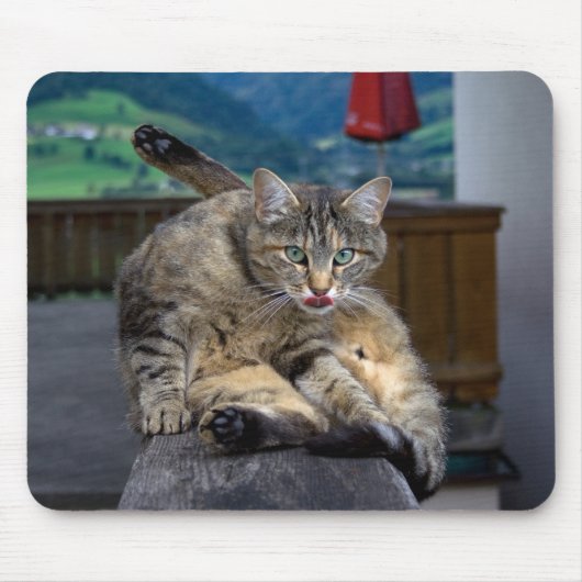 Tapis De Souris Cute Chat Interrompu En Grooming (Devant)