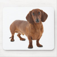 Cute Doxin Wiener Chiot Amoureux des chiens Cadeau