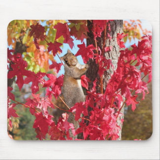 Tapis De Souris Cute écureuil