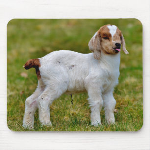 Tapis De Souris Cute newborn boer goat kid