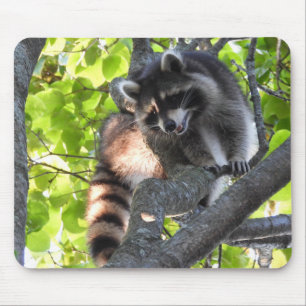 Tapis De Souris Cute Raccoon dans un arbre
