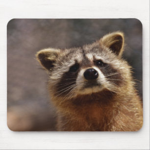 Tapis De Souris Cute Racoon