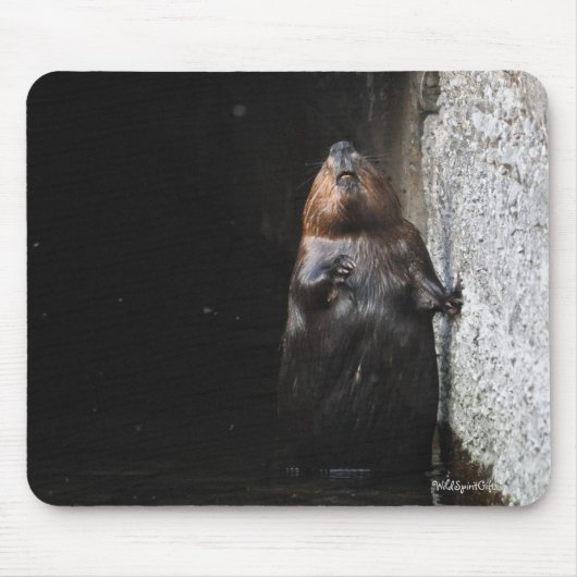 Tapis De Souris Cute Standing Wild Beaver Photo Faune (Devant)