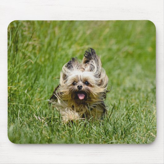 Tapis De Souris Cute Yorkshire Terrier Running Through Grass (Devant)