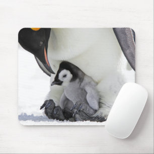 Tapis De Souris Cutest Baby Animals   Baby Emperor Penguin