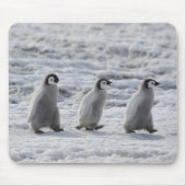Tapis De Souris Cutest Baby Animals | Three Emperor Penguin Chicks (Devant)