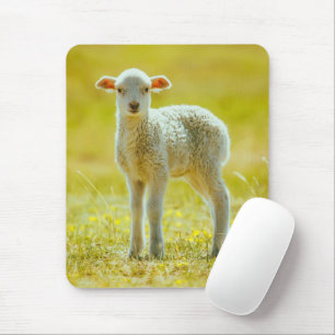 Tapis De Souris Cutest Baby Animals   Young Sheep