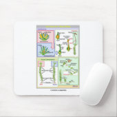 Tapis De Souris Cycle de vie d'une mousse typique (Bryophyte) (Avec souris)