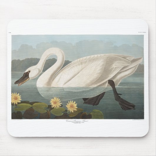 Tapis De Souris cygne audubon cygnes d'eau blanche (Devant)