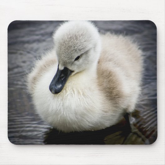 Tapis De Souris Cygne bébé | Cygnet (Devant)