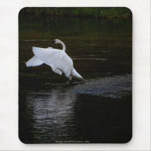 Tapis De Souris Cygne trompette