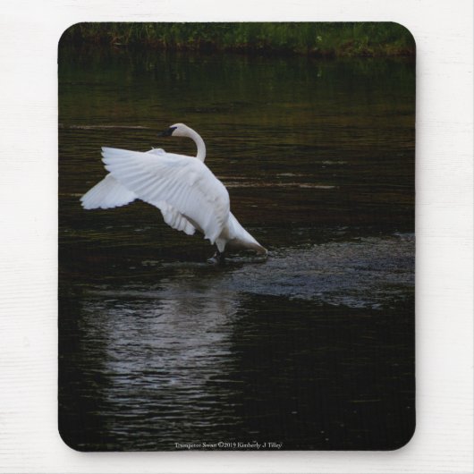Tapis De Souris Cygne trompette (Devant)