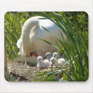Tapis De Souris Cygnes, Cygnets, Nids