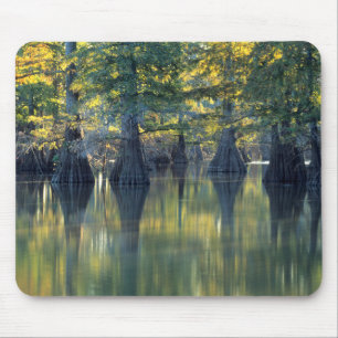 Tapis De Souris Cyprès chauves Horseshoe Lake Illinois
