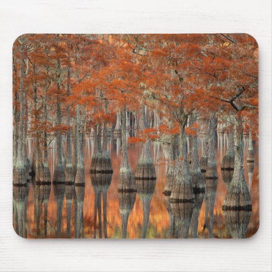 Tapis De Souris Cyprès| Parc d'État George Smith, Géorgie (Devant)