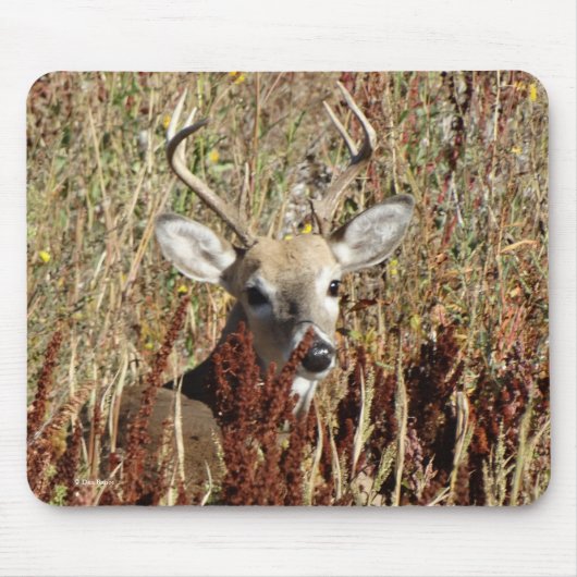 Tapis De Souris D31 Cerfs à queue blanche dans les mauvaises herbe (Devant)