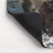 Tapis De Souris Dachshund (Coin)
