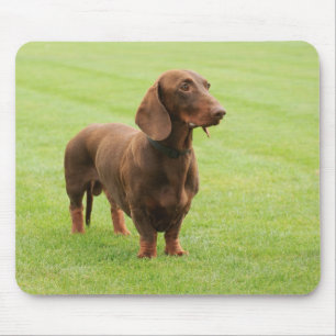 Tapis De Souris Dachshund