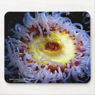 Tapis de souris d'actinie