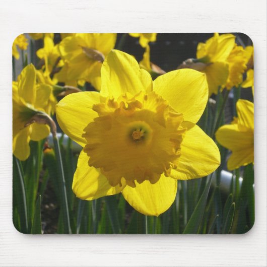 Tapis De Souris Daffodique éclairé (Devant)