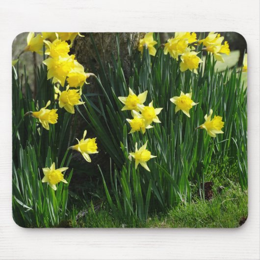 Tapis De Souris Daffodiques de printemps (Devant)
