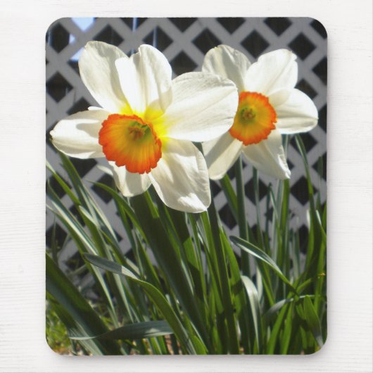Tapis De Souris Daffodiques de printemps (Devant)