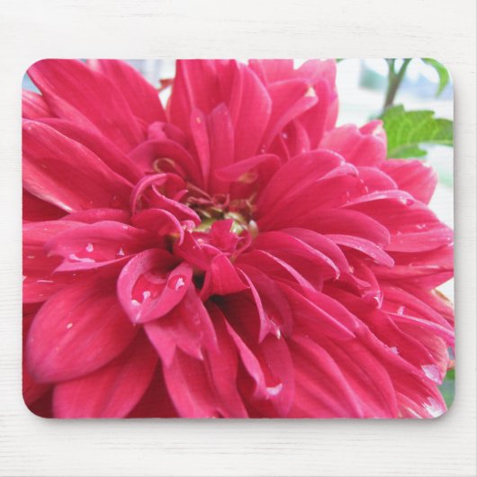 Tapis De Souris dahlia (Devant)