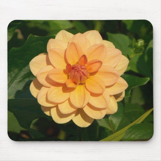 Tapis De Souris Dahlia 'David Howard' (Devant)