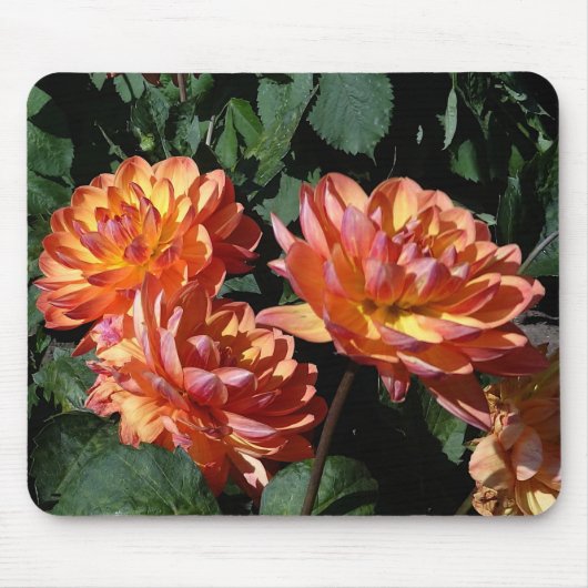 Tapis De Souris Dahlia Pam Howden #1 Souris Pad (Devant)