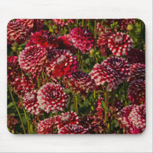 Tapis De Souris Dahlies, ferme de dahlias, Canby, Oregon, États-Un