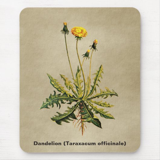 Tapis De Souris Dandelion Sur Vieux Papier (Devant)