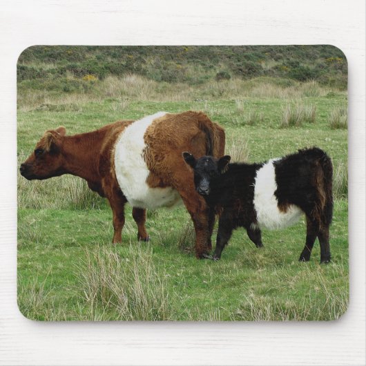 Tapis De Souris Dartmoor a ceinturé la vache et le veau à Galloway (Devant)
