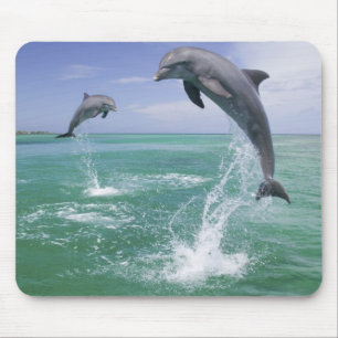 Tapis De Souris Dauphins à gros nez Tursiops truncatus