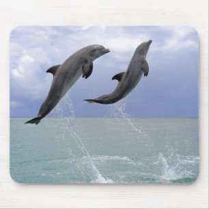 Tapis De Souris Dauphins Delfin (Tuemmler plus brut)