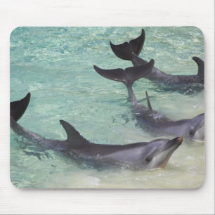 Tapis De Souris Dauphins, Sea World, Gold Coast, Queensland,