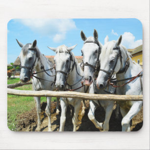 Tapis De Souris De beaux chevaux