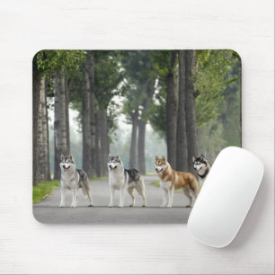Tapis De Souris De beaux chiens Husky sur un sentier naturel