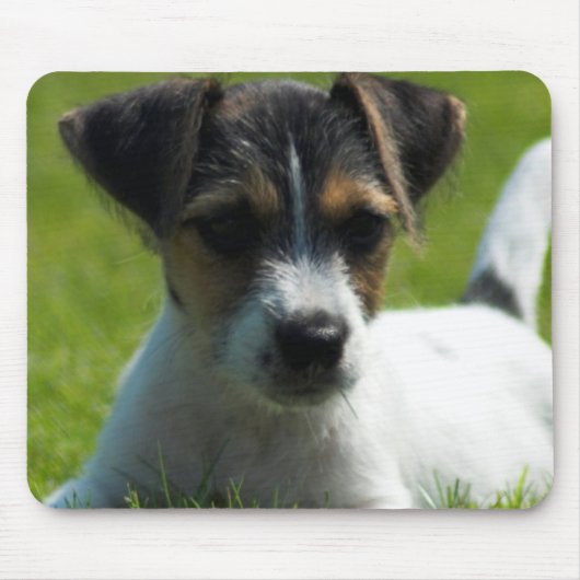Tapis de souris de chiot de Jack Russell (Devant)