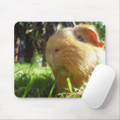 Tapis de souris de cobaye (Avec souris)