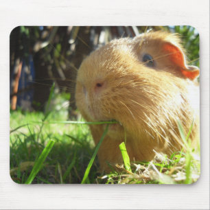 Tapis de souris de cobaye
