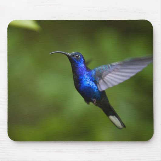 TAPIS DE SOURIS DE COLIBRI (Devant)