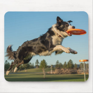 Tapis de souris de golf à disque Border Collie