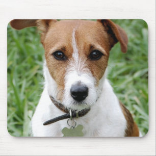 Tapis de souris de Jack Russell Terrier
