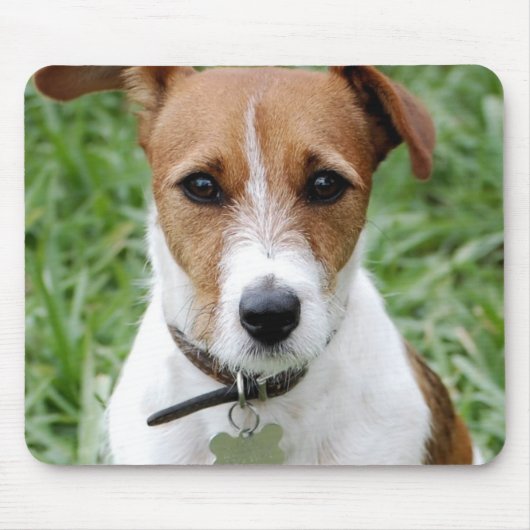 Tapis de souris de Jack Russell Terrier (Devant)