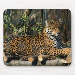 Tapis de souris de Jaguar de Panthera