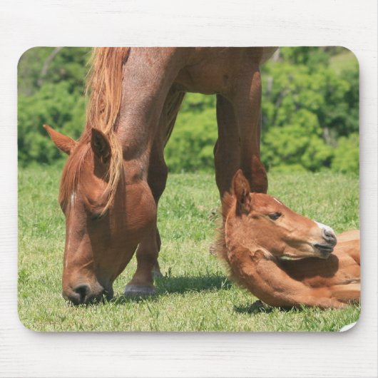 Tapis de souris de jument et de colt (Devant)