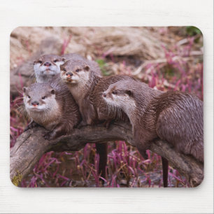 Tapis de souris de loutres à petites griffes